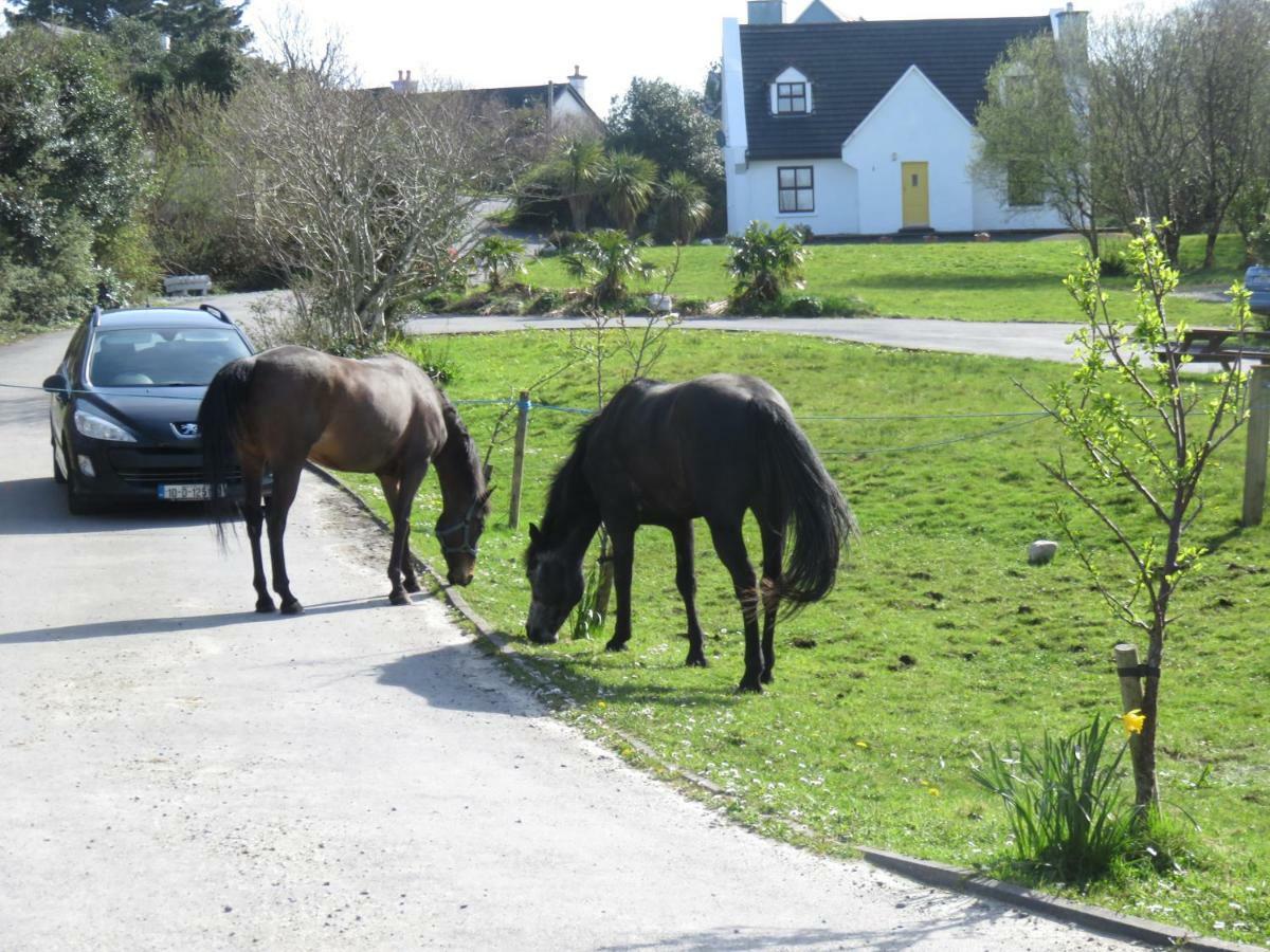 Letterfrack Farmhouse On Equestrian Farm In Letterfrack Beside Connemara National Park Tullywee Bridge Exterior photo